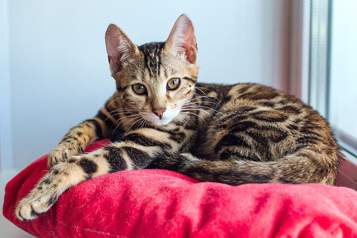 bengal kitten on a pillow