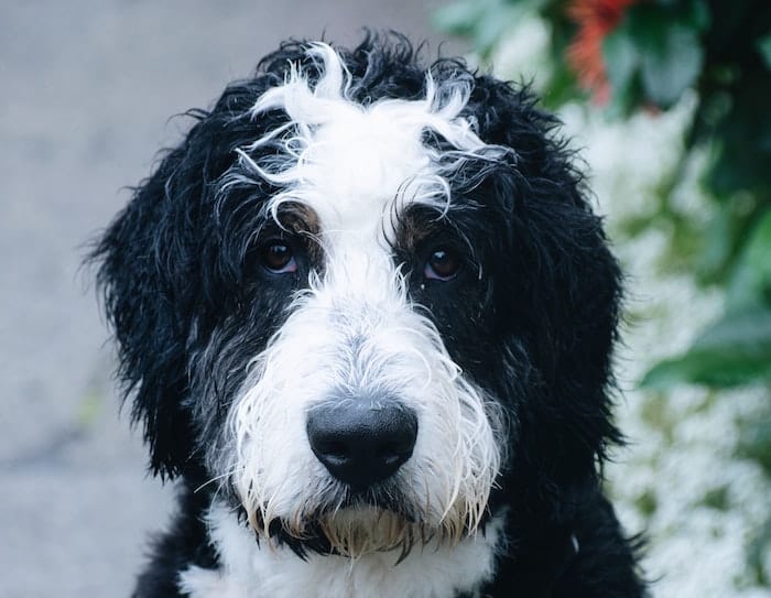 bernedoodle dog