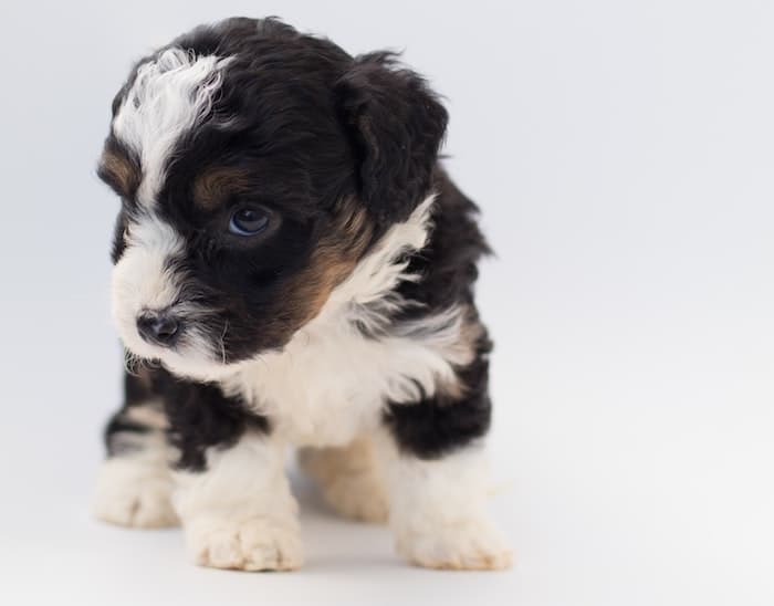 bernedoodle puppy standing