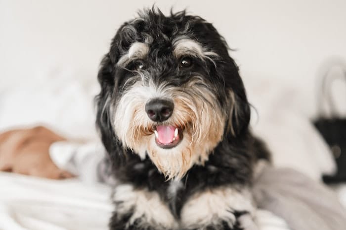 bernedoodle