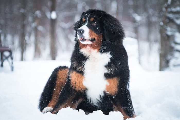 bernese mountain dog