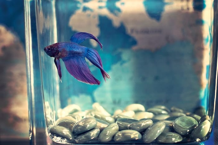 a blue beta fish in a tank