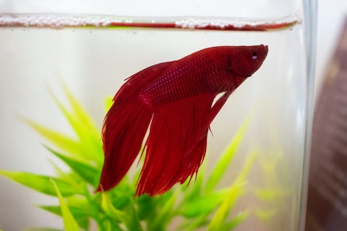 red beta fish