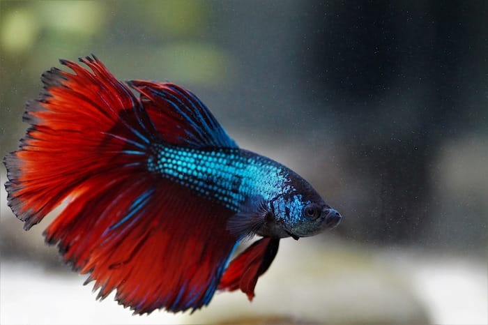 blue and red betta