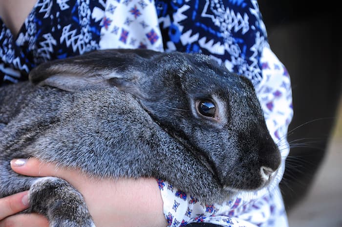 Flemish Bunny