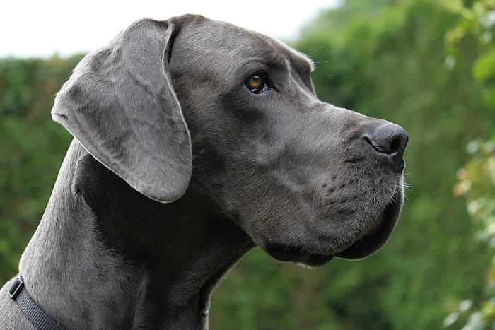 Great Dane