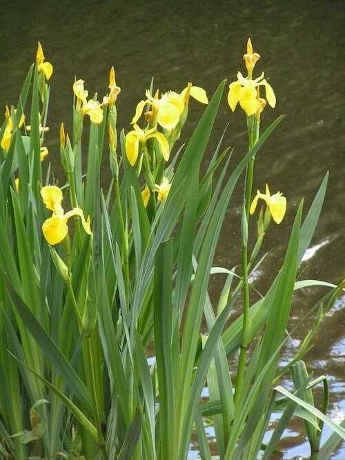 Iris Pseudacorus