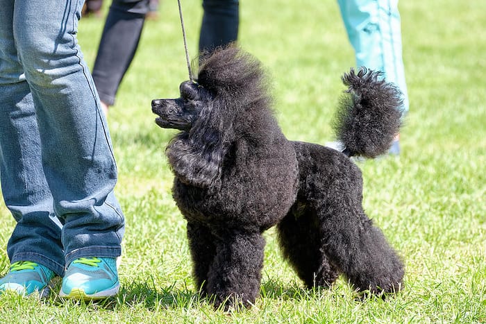 black poodle