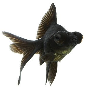black moor goldfish