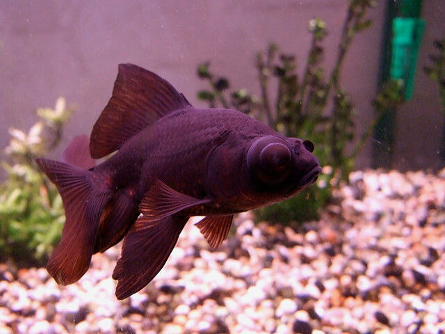 all black goldfish