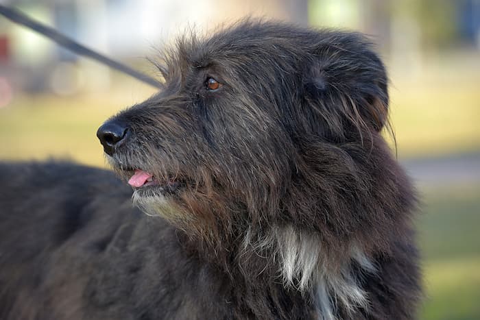 Black Russian Terrier