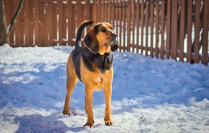 Bloodhound dog