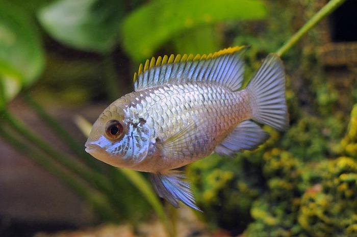 Blue Acara