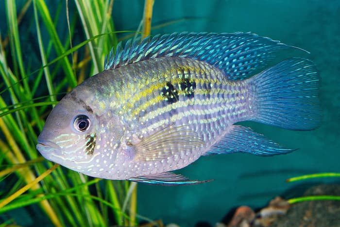 blue acara fish