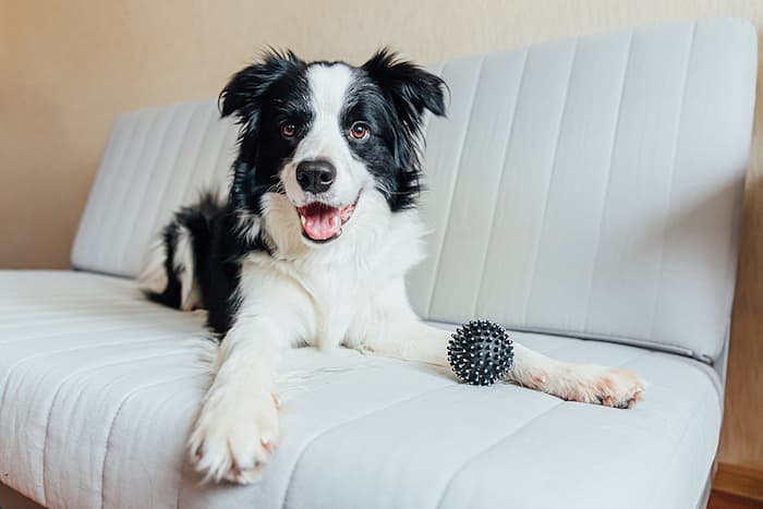 Border Collie