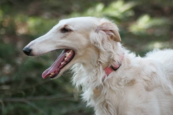 borzoi dog