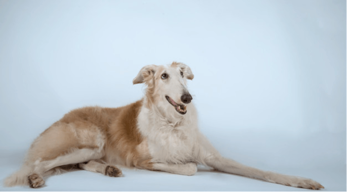 Borzoi Dog