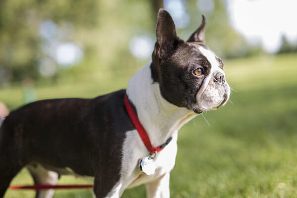 Boston Terrier Ears Up