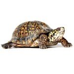 Box turtle on white