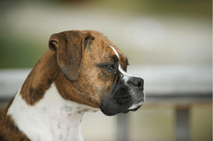 boxer dog