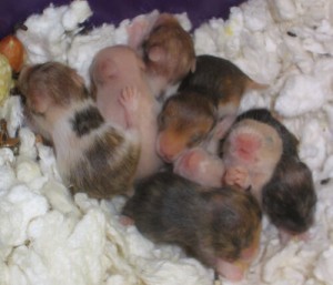 raising baby hamsters