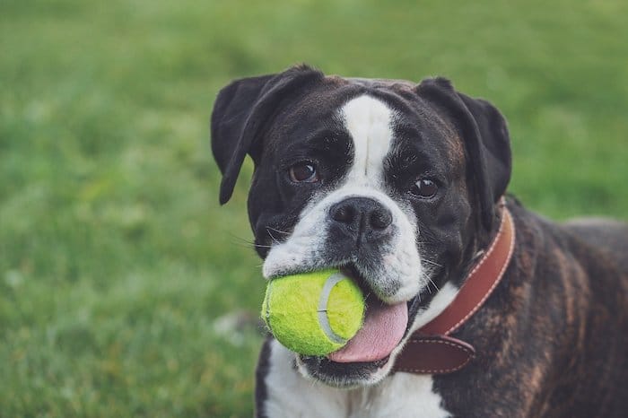 boxer with tennis ball
