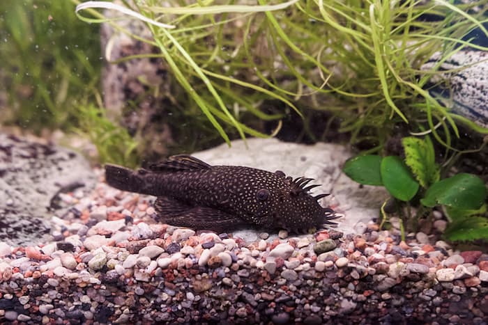 Bristlenose Pleco