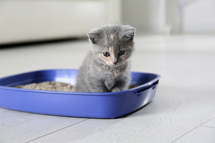 British shorthair kitten in a litter box
