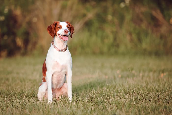 Brittany Spaniel