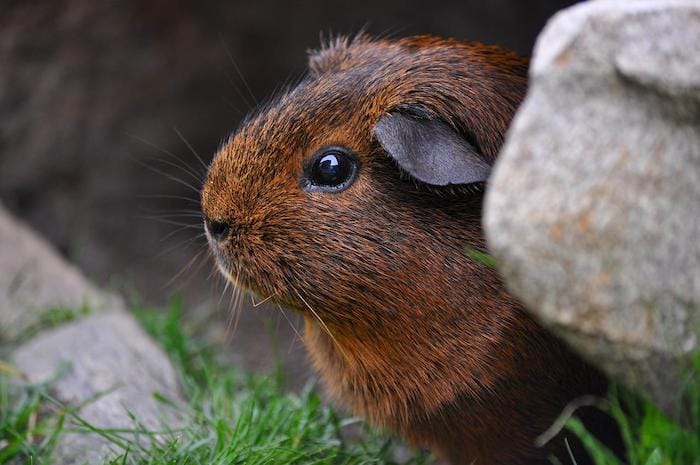 brown guinea pig