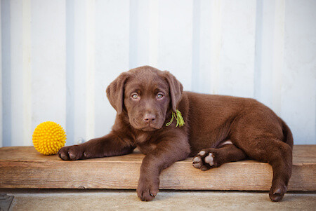 Brown Lab Puppy