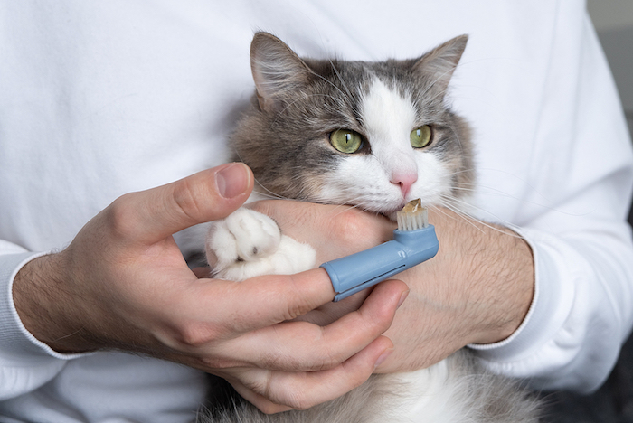 brushing a cat's teeth