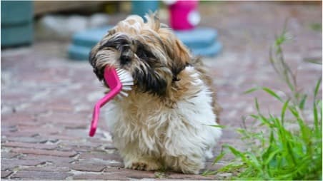 dog with toothbrush