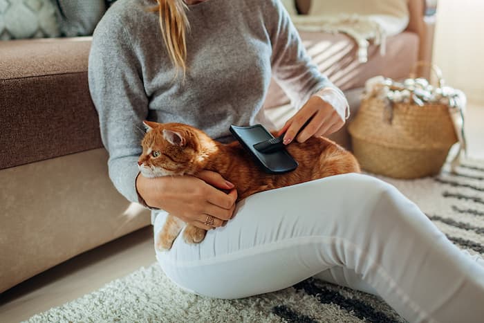 grooming a cat with brush