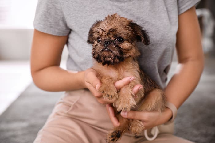 brussels griffon