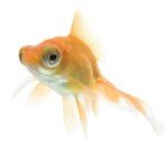 bubble-eye-goldfish