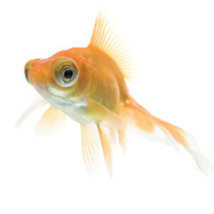 bubble-eye-goldfish