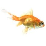 bubble-eyed-goldfish