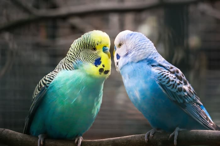 budgie birds