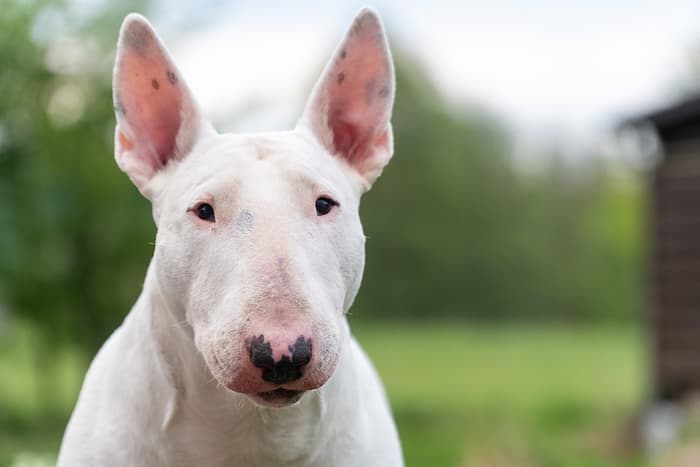 Bull Terrier