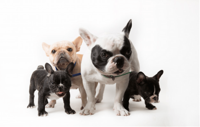 Bulldogs are Quiet