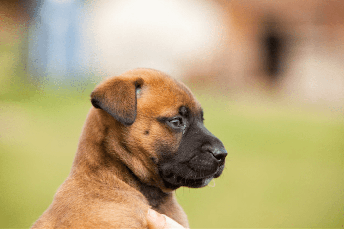 Bullmastiff