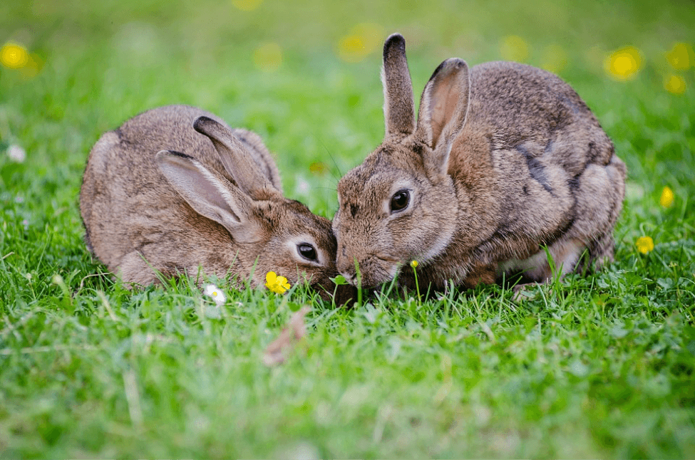 bunnies