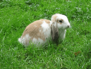 bunny-in-grass