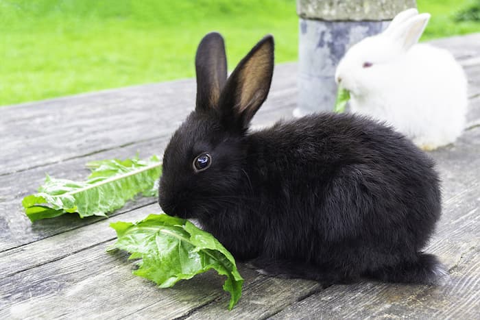 bunny rabbits eating greens