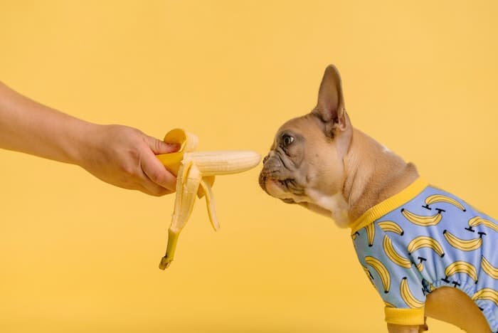 feeding a dog a banana