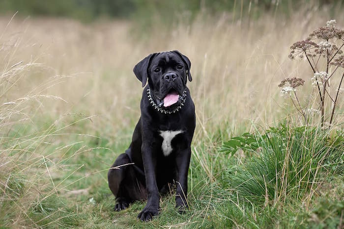 Cane Corso