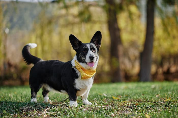 Corgi