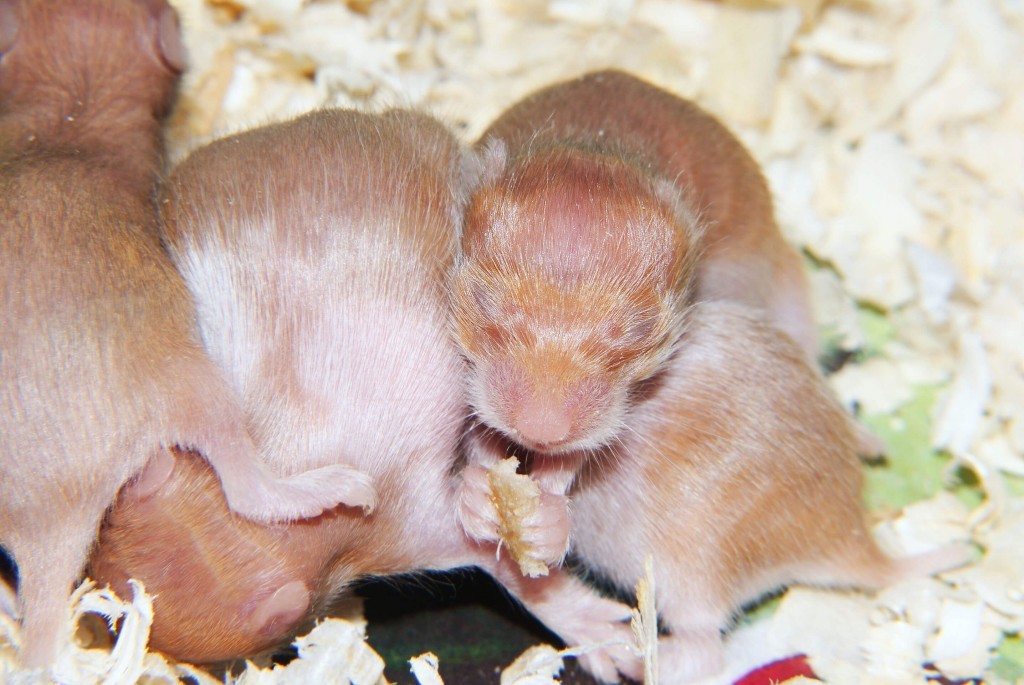 raising baby hamsters