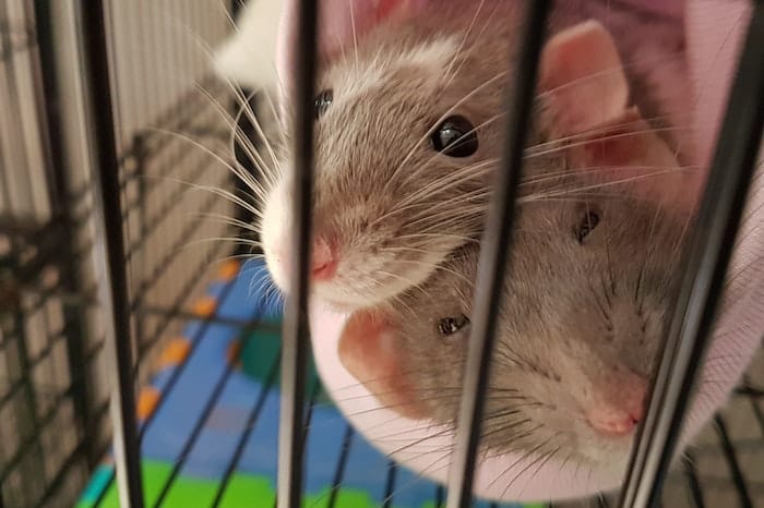 pair of pet rats